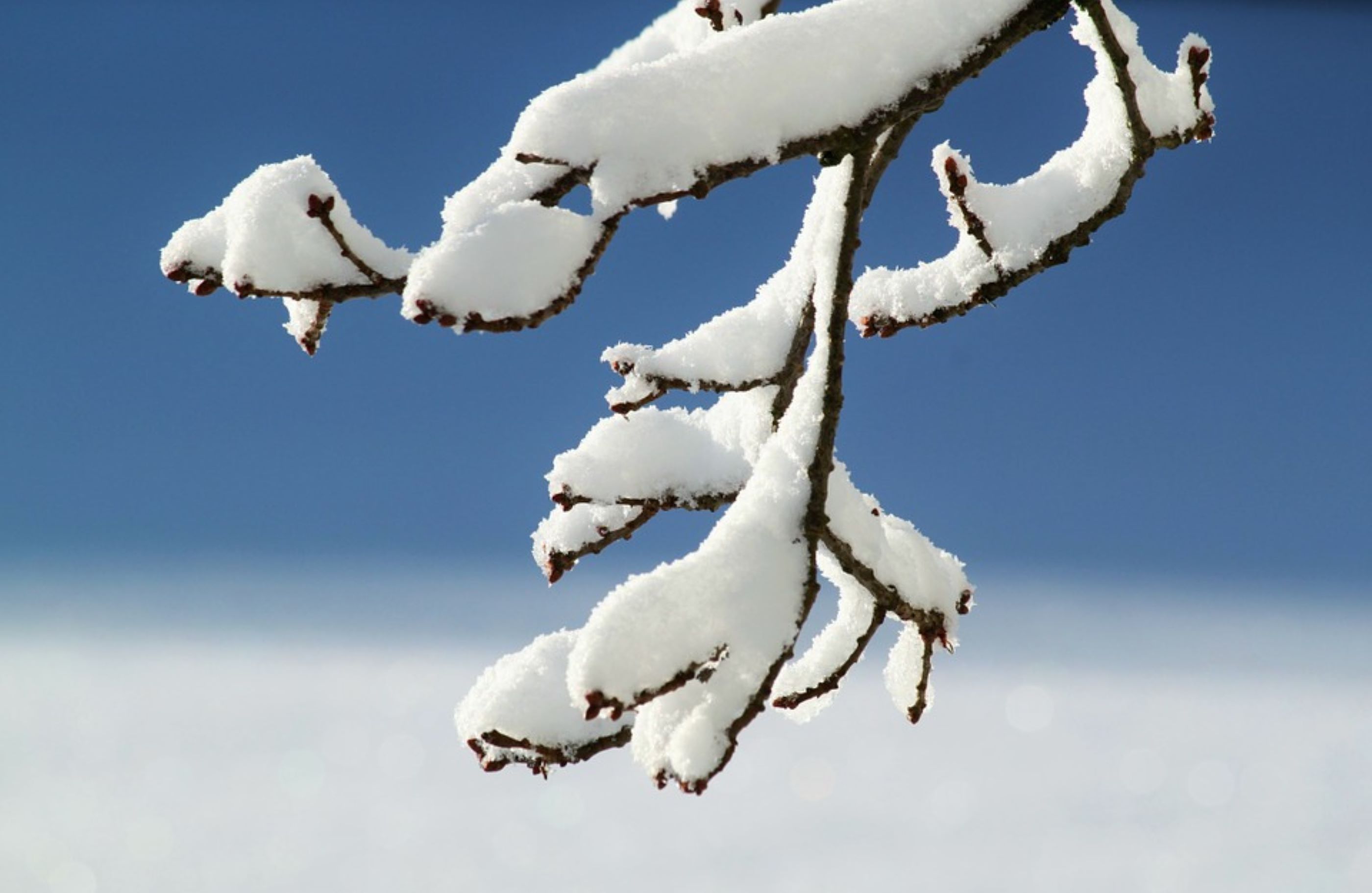 snow on a tree branch